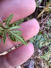 Myriopteris wrightii