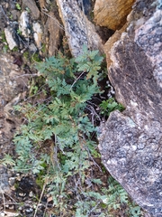 Myriopteris wrightii