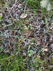 Convolvulus lineatus