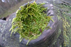 Hypnum cupressiforme