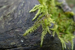 Hypnum cupressiforme