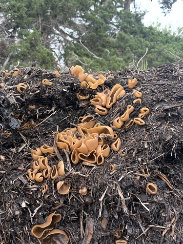 iNaturalist observation photo of Cups