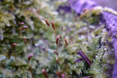 Hypnum cupressiforme