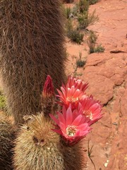 Trichocereus tarijensis