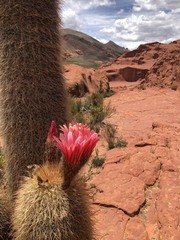 Trichocereus tarijensis