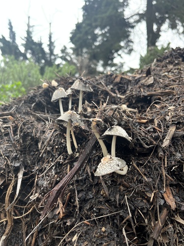 iNaturalist observation photo of Brittlestems and Allies