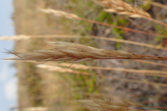 Danthonia intermedia