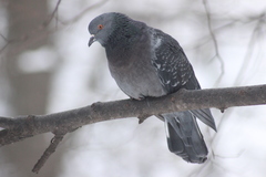 Columba livia domestica