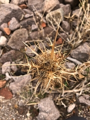 Carlina graeca