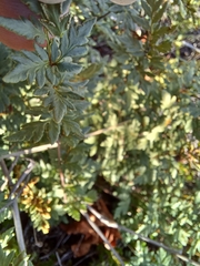 Myriopteris wrightii