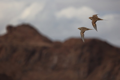 Syrrhaptes paradoxus