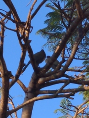 Ortalis poliocephala