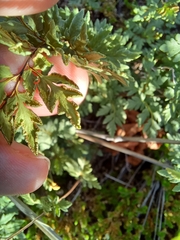 Myriopteris wrightii