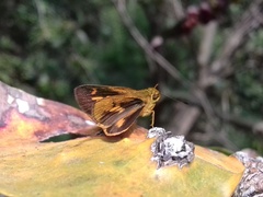 Oriens goloides