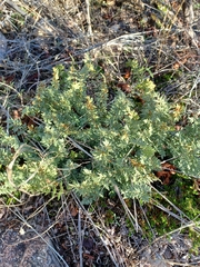 Myriopteris wrightii