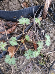 Geranium pusillum