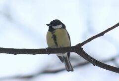 Parus major