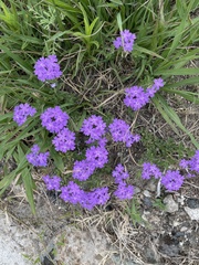 Glandularia venturii