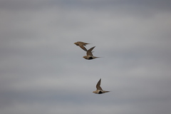 Syrrhaptes paradoxus