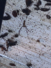Trichonephila clavipes