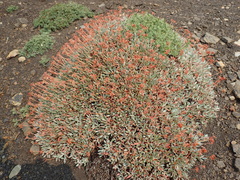 Eriogonum androsaceum