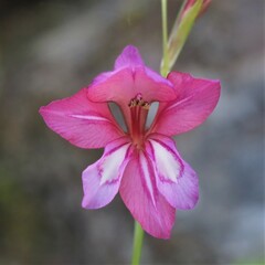 Gladiolus illyricus
