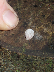 Coelostomidia