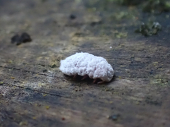 Coelostomidia