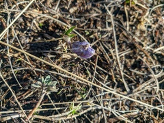 Crocus tauricus