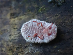 Coelostomidia