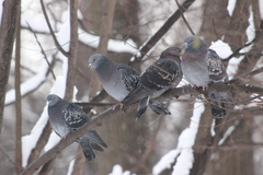 Columba livia domestica