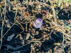 Crocus tauricus