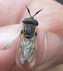 Callicera erratica