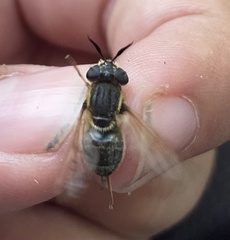 Callicera erratica
