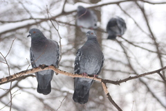 Columba livia domestica