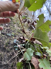Epigaea