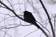 Turdus merula