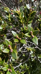 Metrosideros stipularis