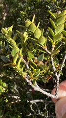 Metrosideros stipularis