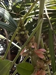 Indigofera suffruticosa