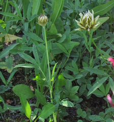 Trifolium longipes