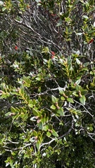 Metrosideros stipularis