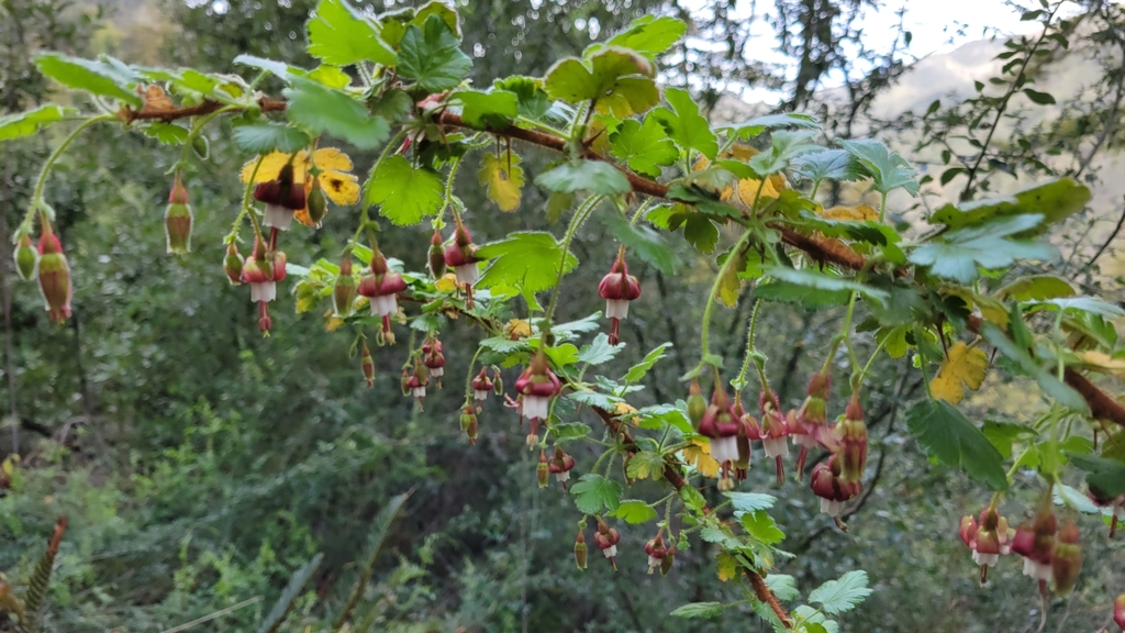 Santa Lucia Gooseberry from Monterey County, US-CA, US on 07 January ...