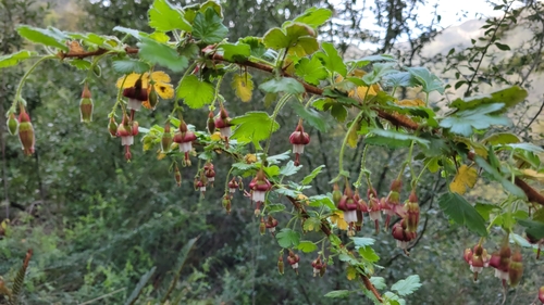 Image of Ribes sericeum by (c) Nature Newt, some rights reserved (CC BY)