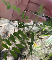 Indigofera suffruticosa