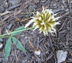 Trifolium longipes