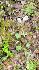 Cardamine californica