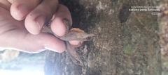 Anolis gaigei