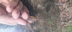 Anolis gaigei