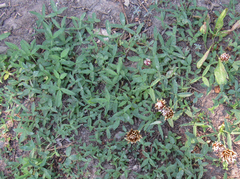 Trifolium longipes